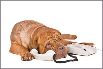 Contact Mod Dog Dorking Dog Grooming Services